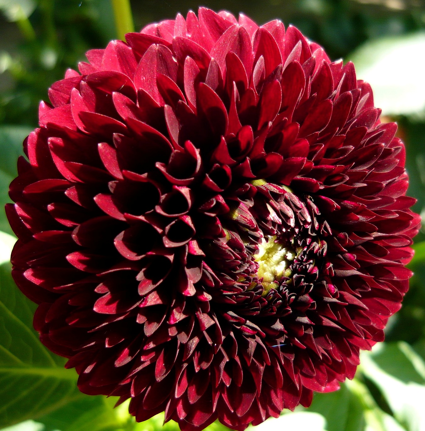 Dahlias Flower Dahlias flower gallery 01