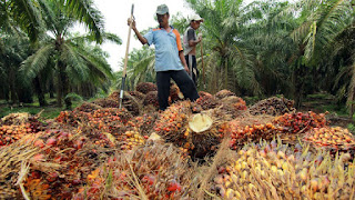 Warga Felda Tidak Mudah Terpedaya Helah DAP Warga Felda Tidak Mudah Terpedaya Helah DAP