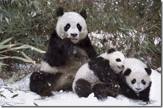  Gambar  Panda Lucu Musim Salju