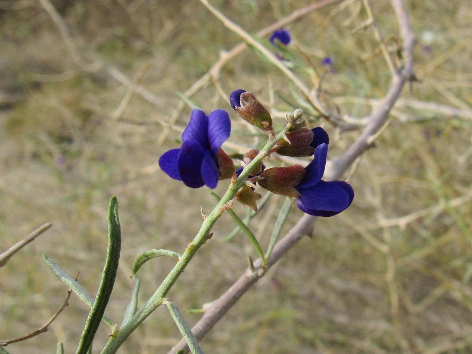 Flowering Trees & Shrubs of the Colorado Desert