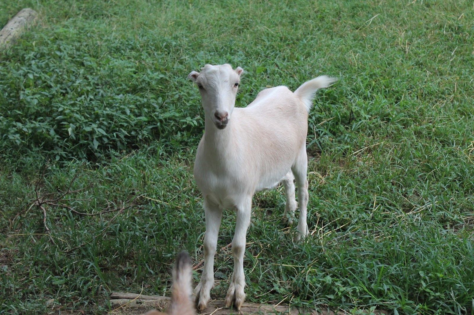 Outback Farm: Goats are mean.