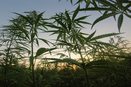 المغرب الاول عالميا في تصدير الحشيش وزراعة القنب الهندي