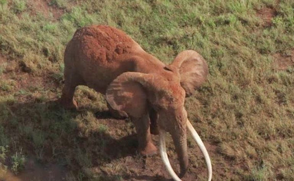 Cazadores matan al elefante más famoso de Kenia