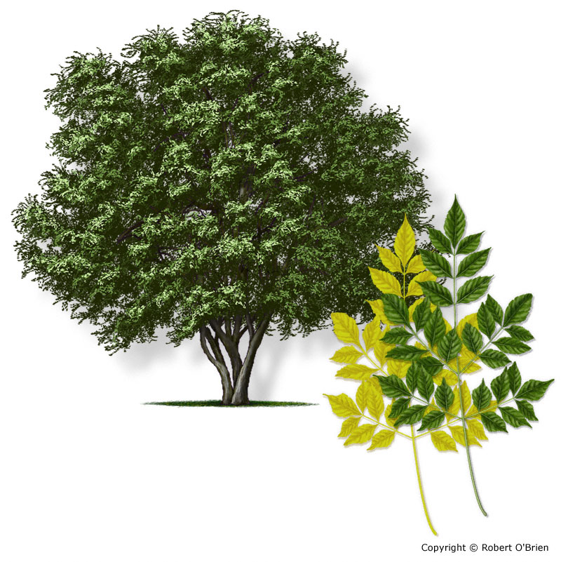 Mayor's Corner Exotic Pest Trees of South Carolina Mayor's Corner Exotic Pest Trees of South Carolina