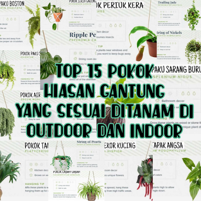 Download Hias Gantung Tanaman Hias Murah Dan Cantik Pics
