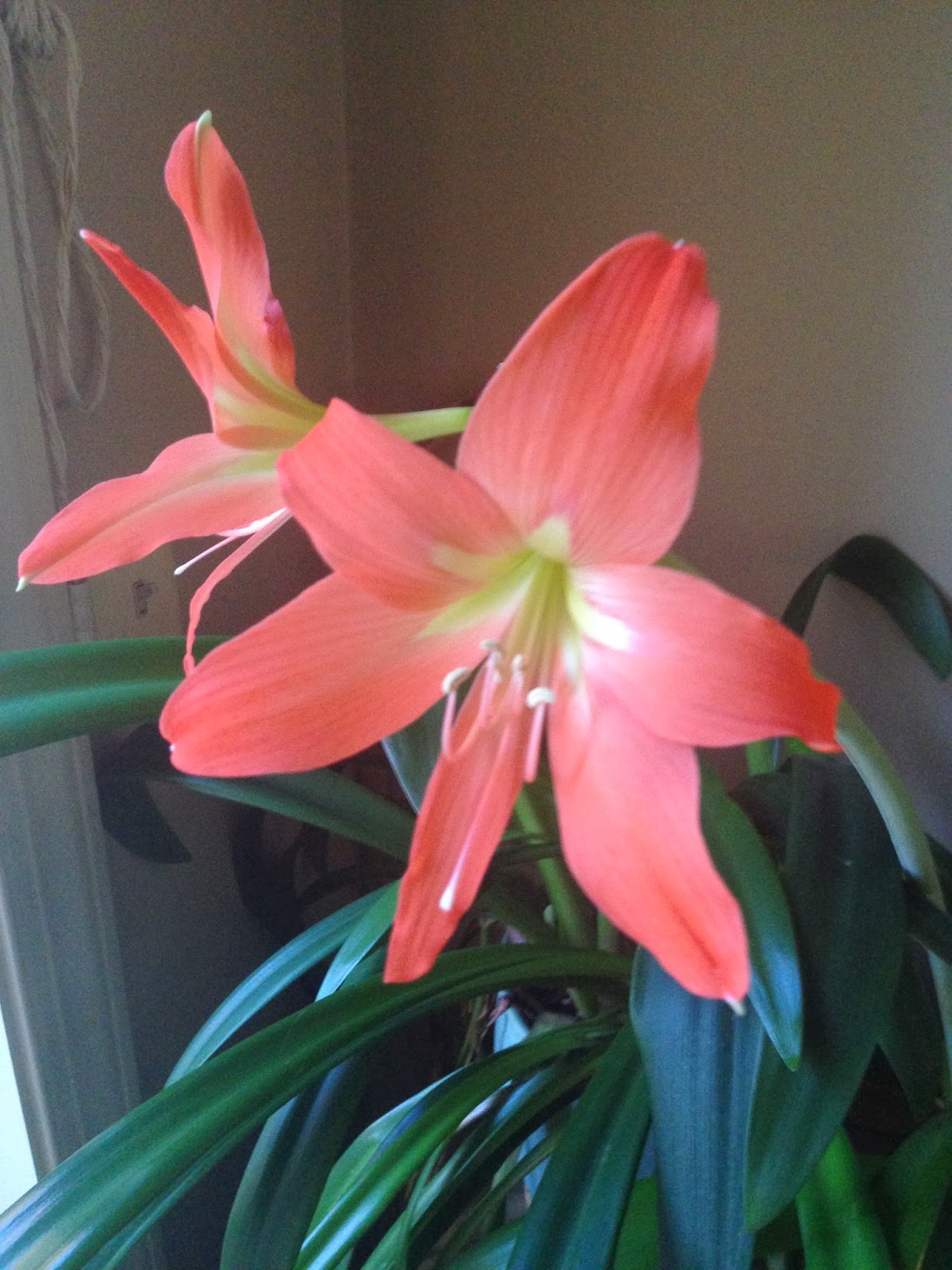 Speaking of Family... Remembering Grandma Melat