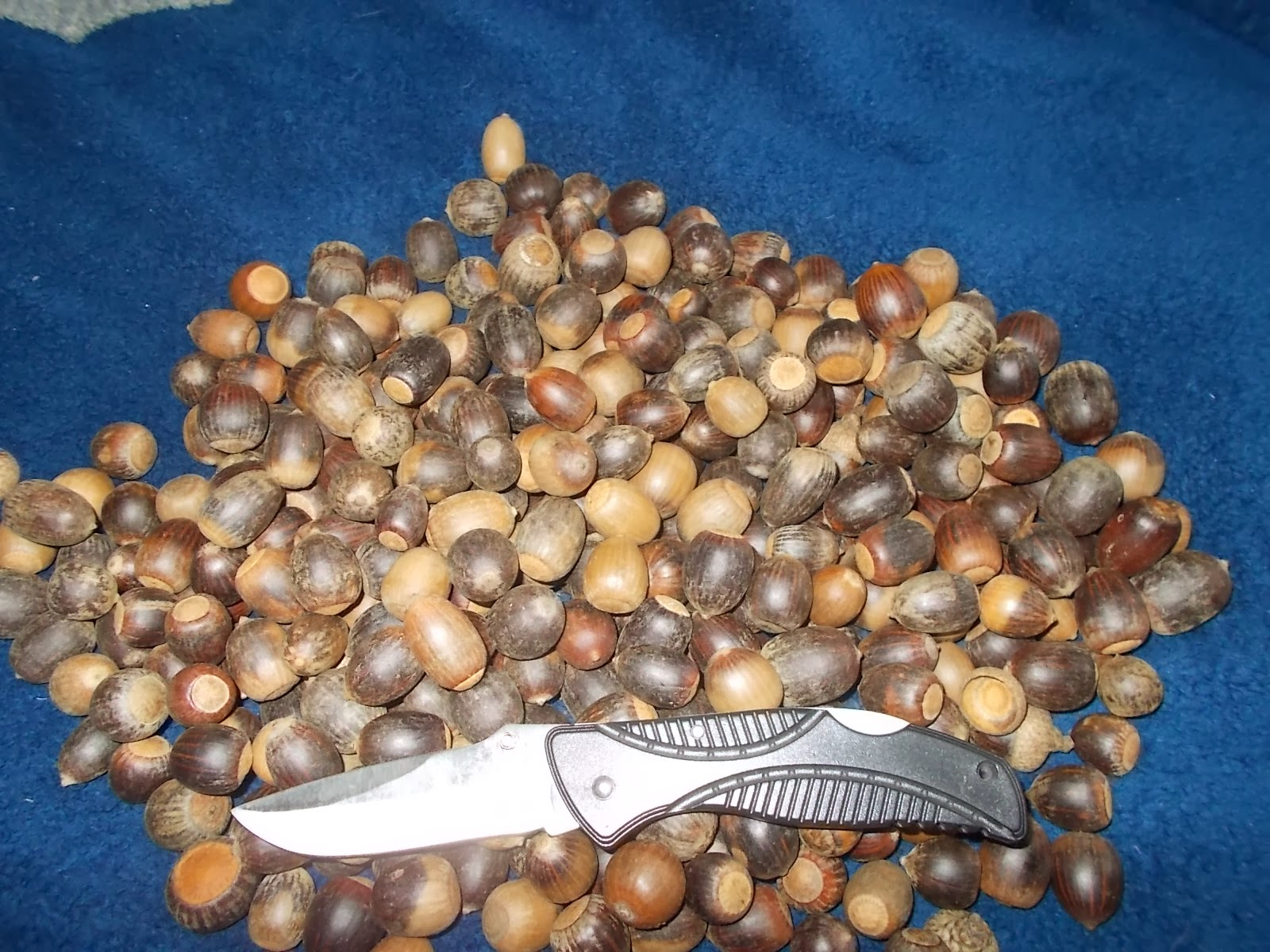 Eaton Rapids Joe Fifty Dollars worth of Acorns