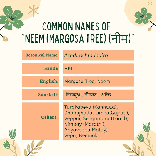 common names of Neem (Azadirachta Indica) Herbal Arcade common names of Neem (Azadirachta Indica) Herbal Arcade