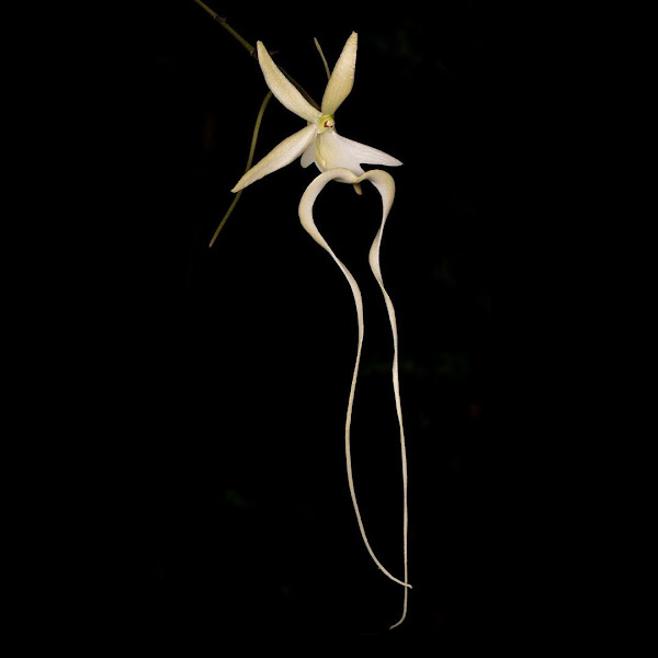 Dendrophylax sallei (Orquídea fantasma)