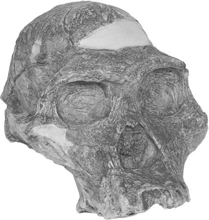 Australopithecus africanus, manusia purba afrika, african hominidae