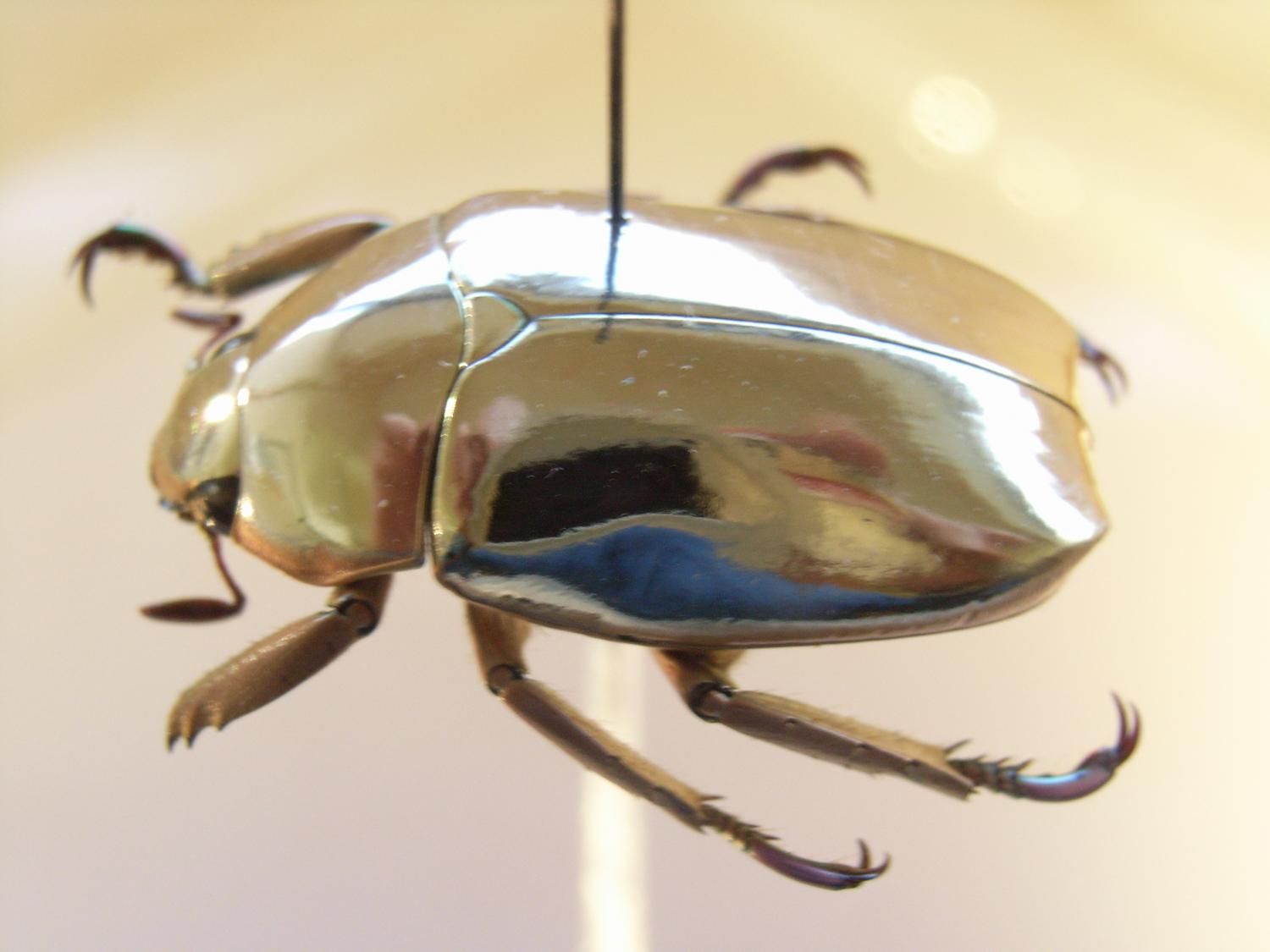 Are scarab beetles dangerous? (Scarabaeidae) Interesting facts Funny