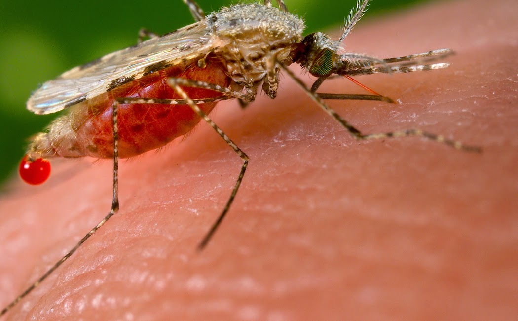 Gambar obat penyakit malaria