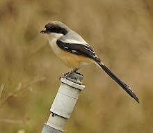 Long-tailed Shrike_2011