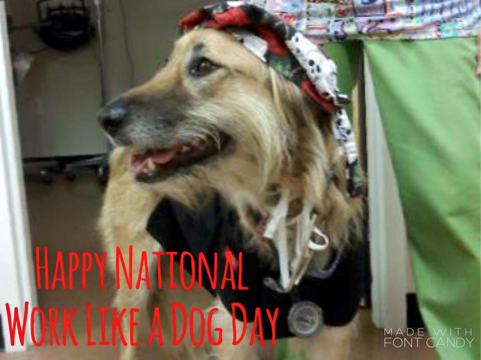 Work Like a Dog Day Work Like a Dog Day