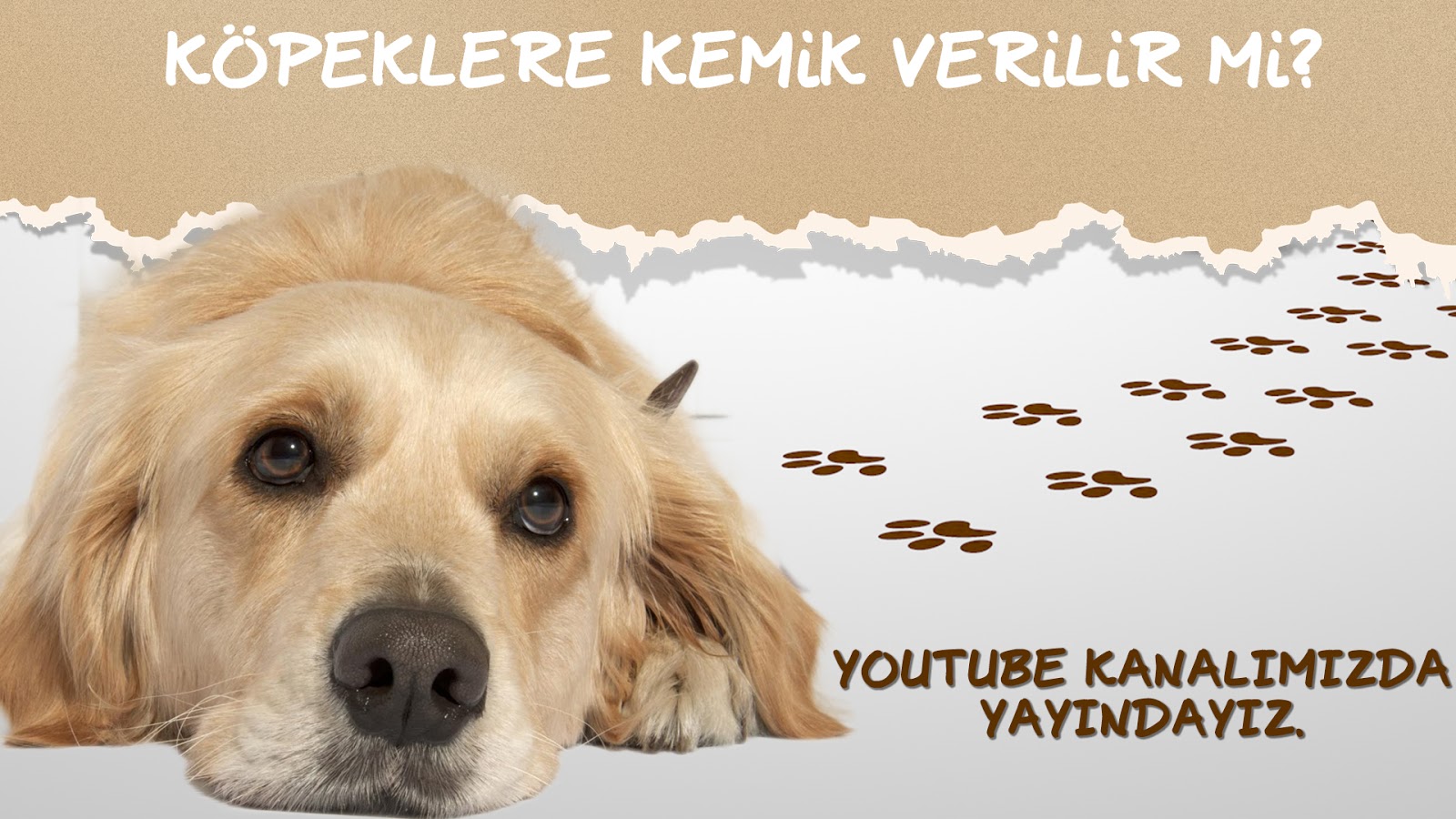 Golden Retriever Kont ve Likya