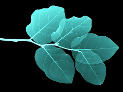 turquoise leaves wallpapers background leaf aqua desktop phone leave paper bw