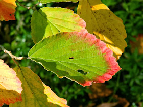 Hamamelis x intermedia Arnold Promise witch hazel fall foliage detail by garden muses-a Toronto gardening blog