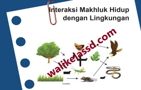 Kunci Jawaban Ipa Kelas 7 Halaman 44 45 46 Uji Kompetensi Bab 2 Semester 2 Interaksi Makhluk Hidup Dengan Lingkungan Wali Kelas Sd