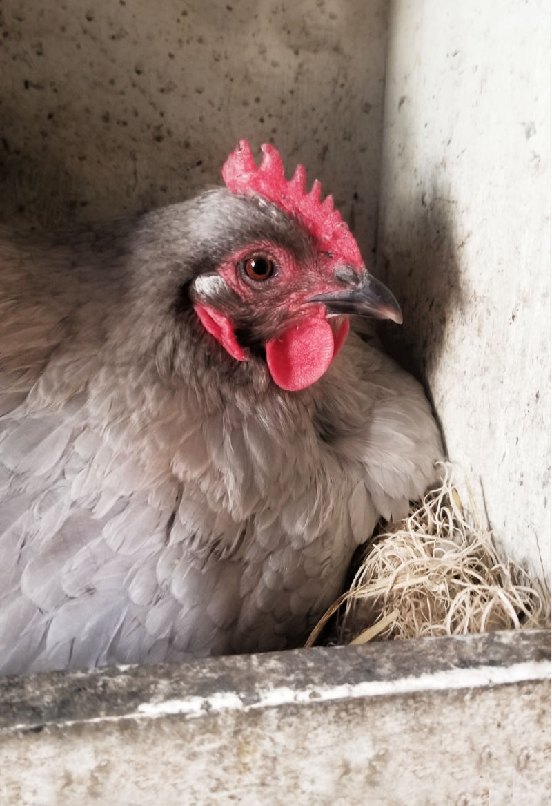 Five Ways to Encourage a Hen to go Broody - Fresh Eggs Daily® with