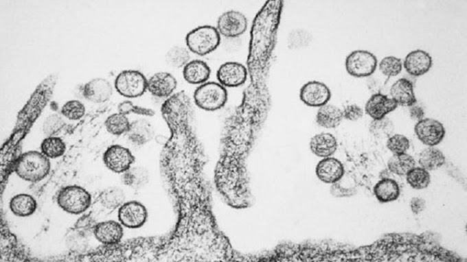 Χανταϊός: Τι λέει ο Μόσιαλος για τον ιό - "Μην σπέρνετε τον πανικό" 