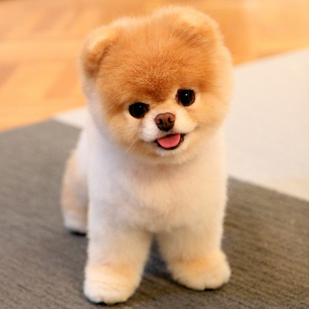 Pomeranian el perro "toy": Características, temperamento, problemas genéticos y curiosidades