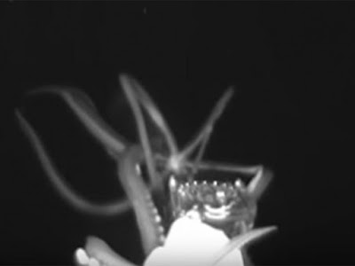  Graban calamar gigante en la profundidad del Golfo de México