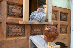 coop chicken finish near line
