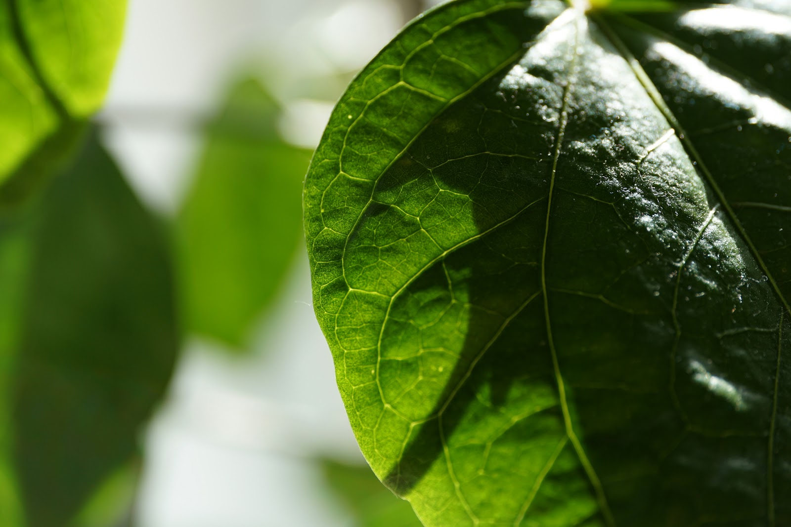 吊り下げ植物の装飾 - 適切な吊り下げ植物
