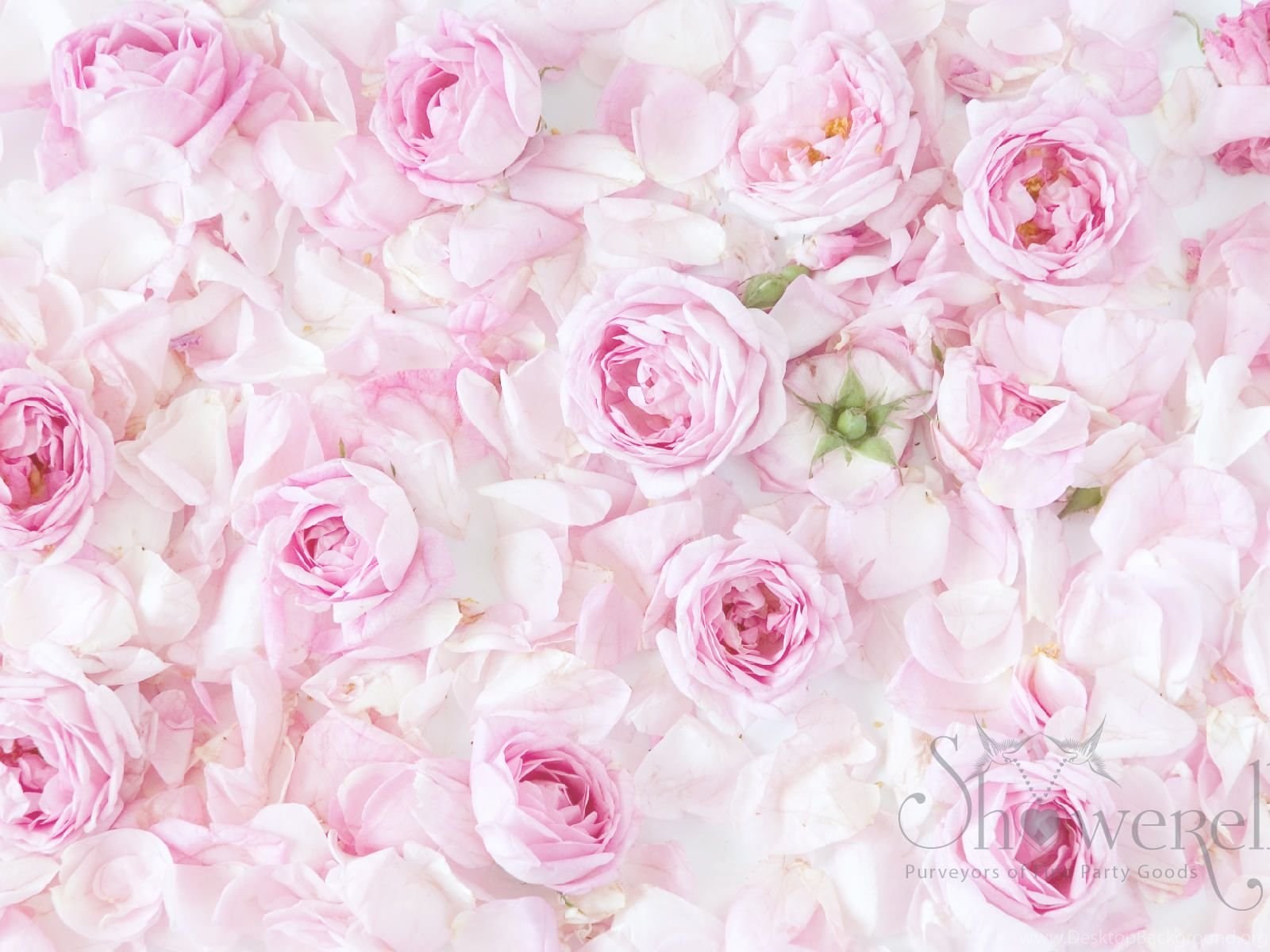 Розовый белый видео. Фон цветочный нежный. Бело розовые цветы. Нежные розовые цветы. Пионы фон.