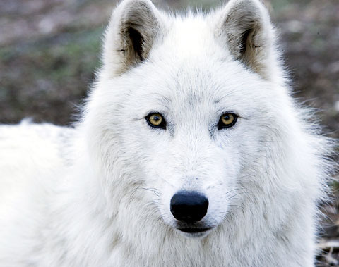 All Funny,Cute,Cool and Amazing Animals: Cute White Wolf Images and ...