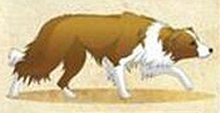 border collie ee red