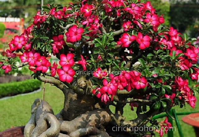 Ciri Ciri Pohon Bonsai Adenium