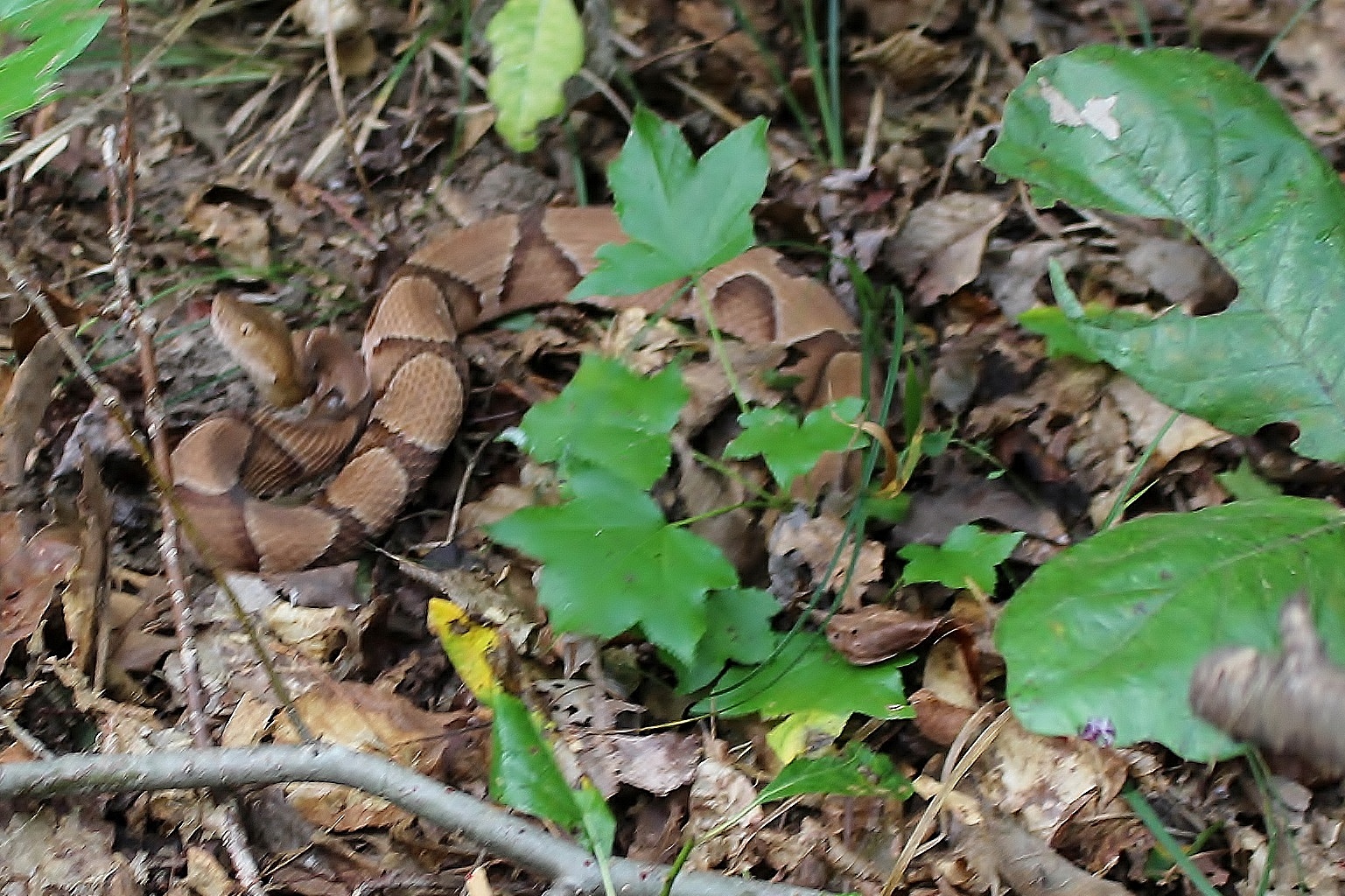 At The Farm...: WARNING: Copperhead Snake Killed