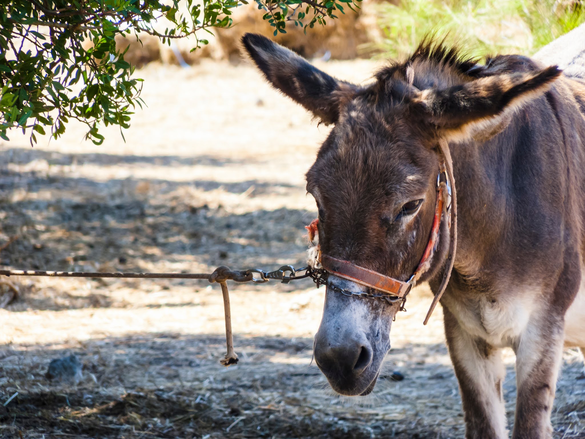 A Concord Pastor Comments: Mary Oliver, Mark's Gospel And Jesus' Donkey