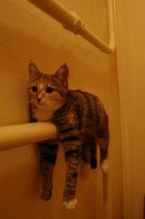 blog śmieszne koty: śmieszne koty