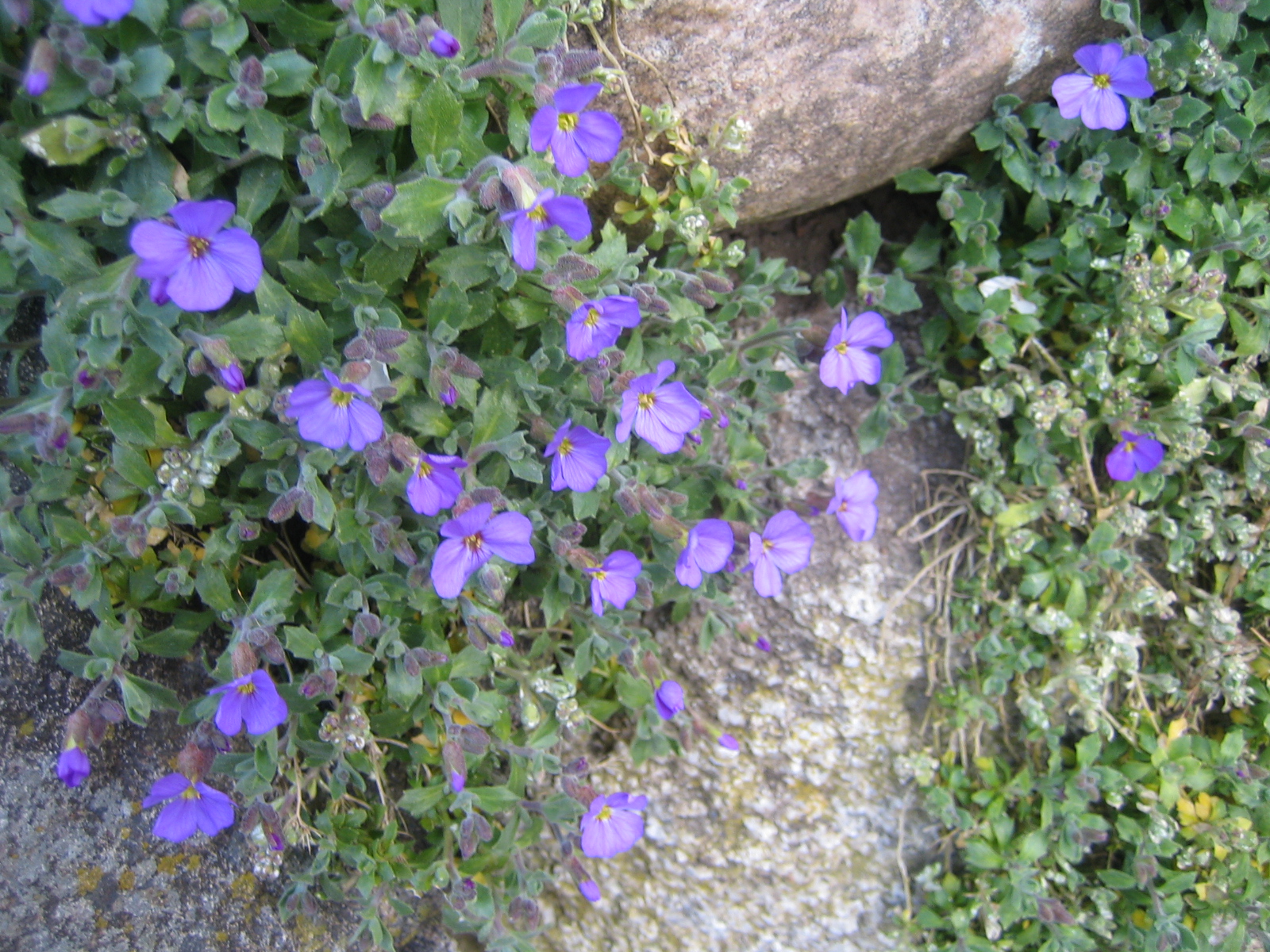 HufreheBlog Blaukissen