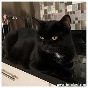 Black Cat Appreciation Day with Parsley aka Special Sauce The Sunday Selfies Blog Hop @BionicBasil®