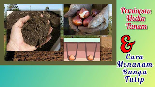 Merawat bunga tulip dengan benar Cara menanam dan merawat bunga tulip