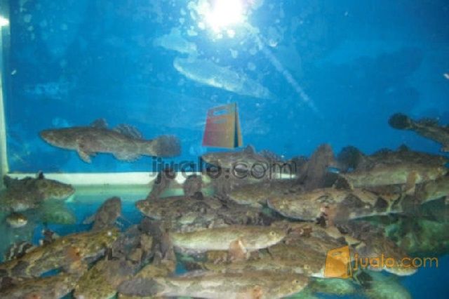 Lokasi Budidaya Ikan Betutu