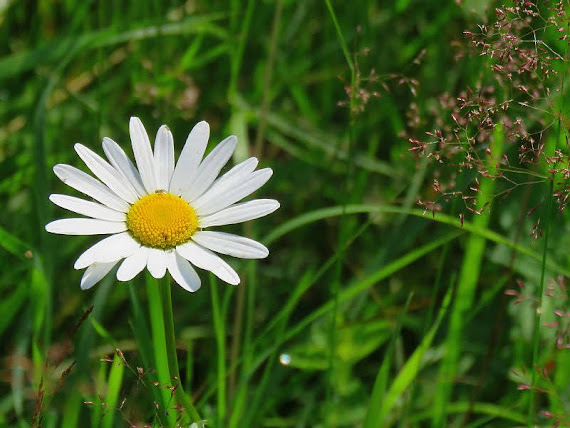 Jastrun zwyczajny, złocień właściwy (Leucanthemum ircutianum) jastrun