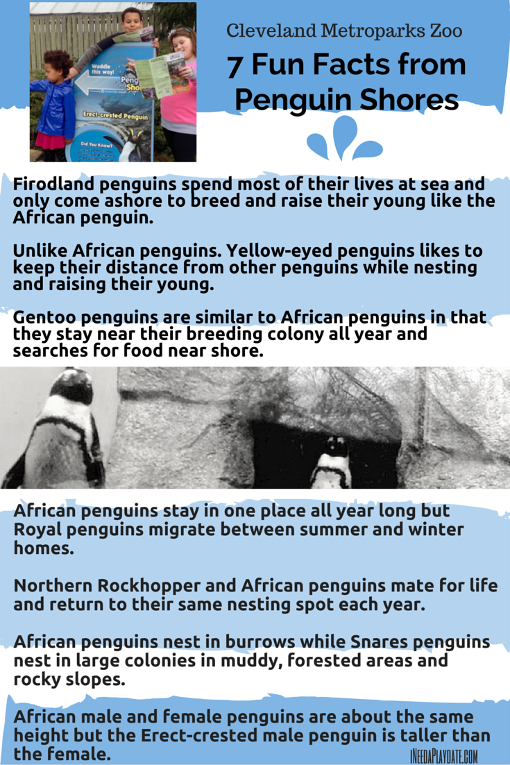 7 Facts from Penguin Shores at Cleveland Metroparks Zoo | ineedaplaydate.com