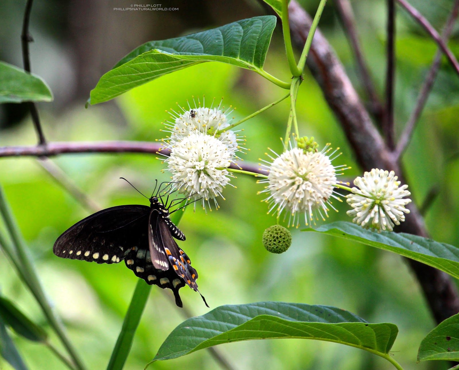 Phillip�s Natural World Florida�s 4 Common Poisonous Plants