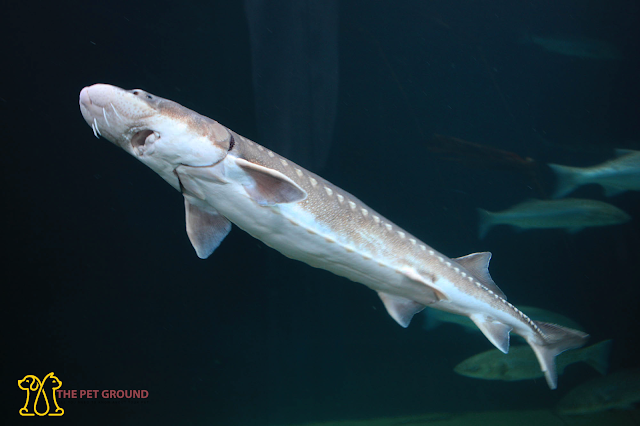 Sakhalin Sturgeon