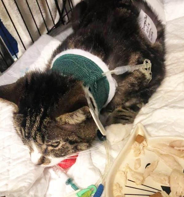 One of the cats allegedly stabbed by Bouquet