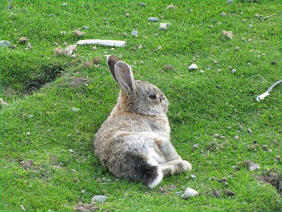 Masterpieces of the Nature