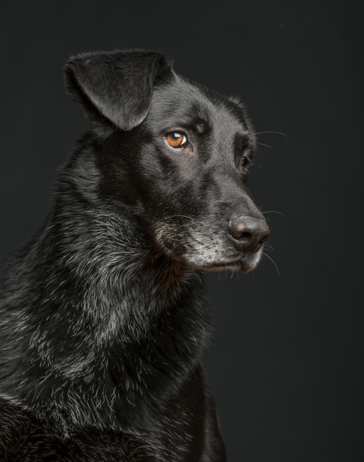 Благородная собака. Эльке Фогельзанг собаки. Elke Vogelsang фотограф. Фотопортрет собаки. Благородные собаки.