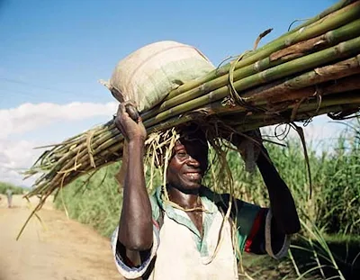 Sugarcane harvesting in Africa