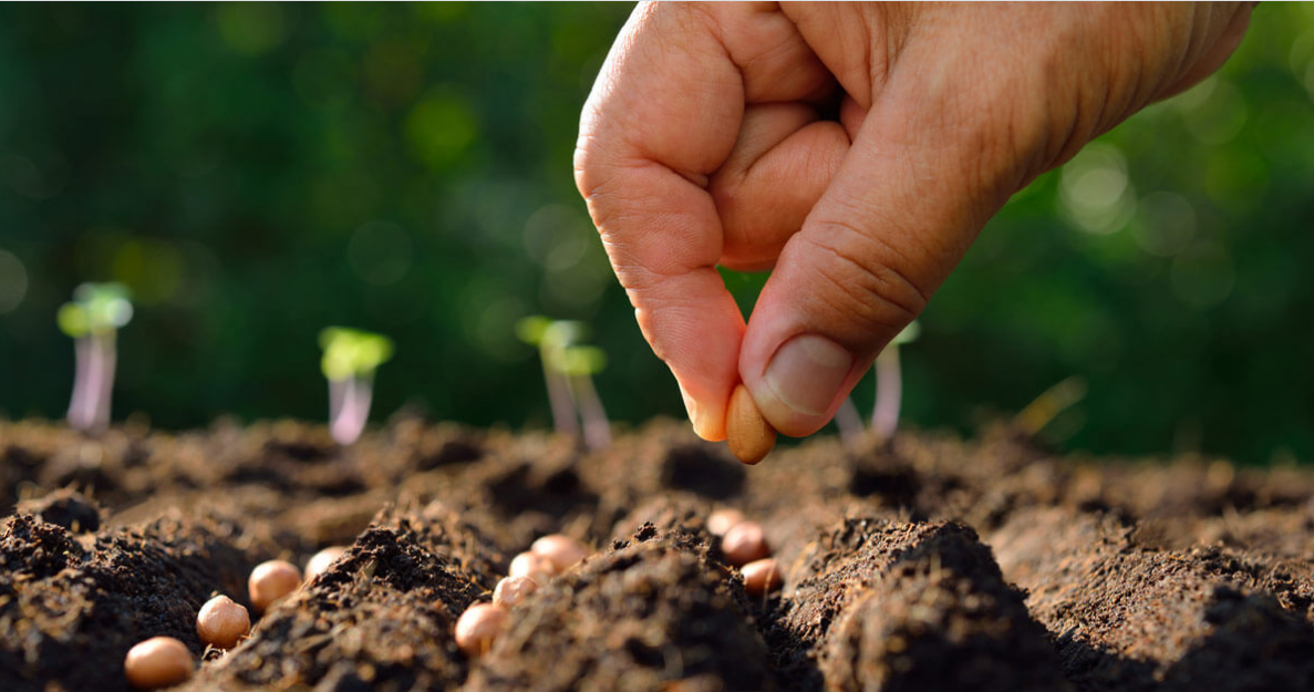 How to Start a Garden for Beginner