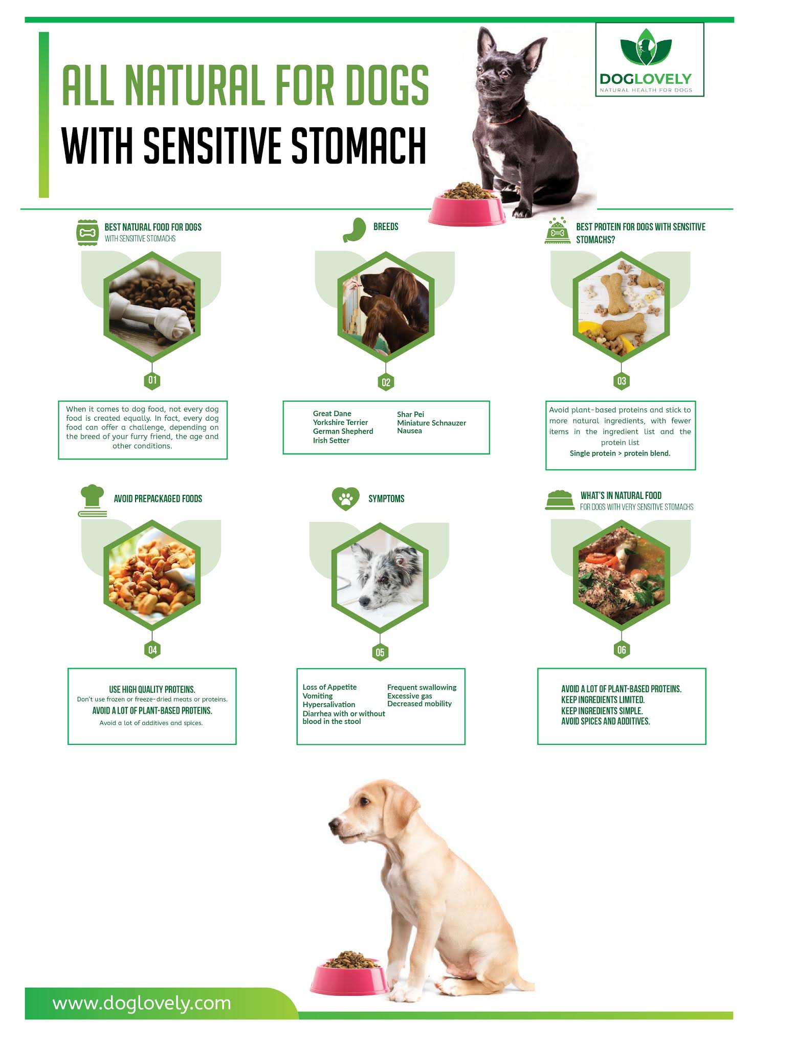 Pancreatitis In Dogs 11 Steps For Natural Healing Dogs Naturally Pancreatitis In Dogs Dog Food Recipes Dog Remedies