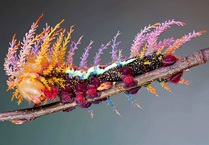 Caterpillar%2Bof%2Bthe%2BSaturniidae%2BMoth